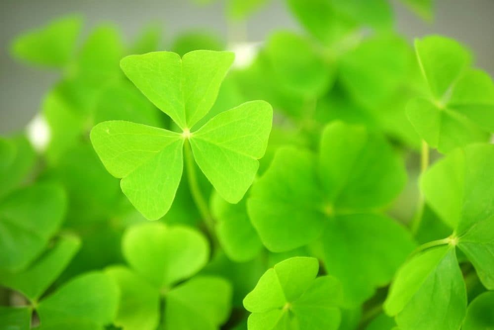 A Shamrock for You